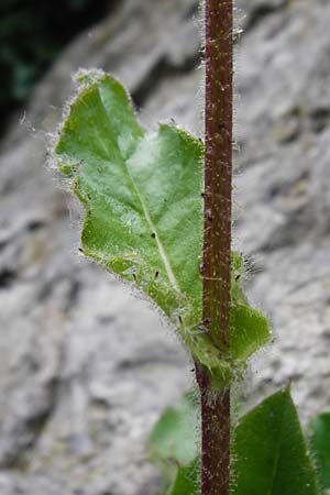 Hieracium amplexicaule \ St�ngelumfassendes Habichtskraut / Sticky Hawkweed, D Bad Wimpfen 30.5.2015