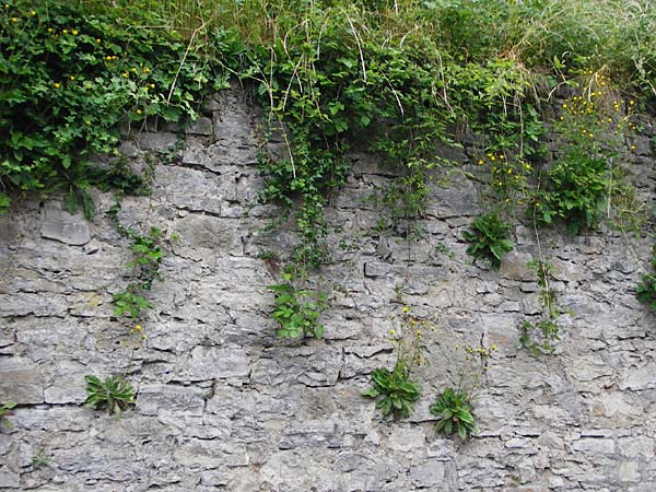Hieracium amplexicaule \ St�ngelumfassendes Habichtskraut / Sticky Hawkweed, D Bad Wimpfen 30.5.2015