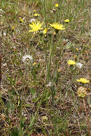 Hieracium aridum \ Trockenheitsliebendes Habichtskraut / Hawkweed, D Alsenz 6.6.2015