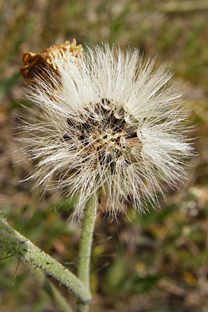 Hieracium aridum \ Trockenheitsliebendes Habichtskraut / Hawkweed, D Alsenz 6.6.2015