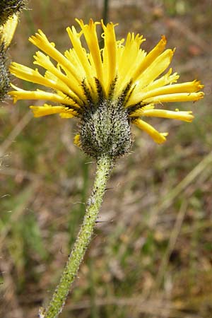 Hieracium aridum \ Trockenheitsliebendes Habichtskraut / Hawkweed, D Alsenz 6.6.2015