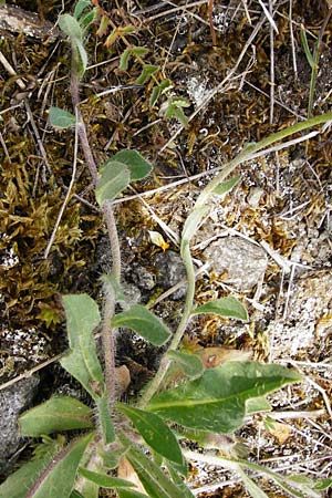 Hieracium aridum \ Trockenheitsliebendes Habichtskraut / Hawkweed, D Alsenz 6.6.2015