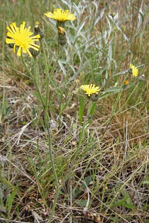 Hieracium aridum \ Trockenheitsliebendes Habichtskraut / Hawkweed, D Alsenz 6.6.2015