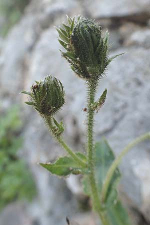 Hieracium amplexicaule \ St�ngelumfassendes Habichtskraut / Sticky Hawkweed, D Pfronten 28.6.2016