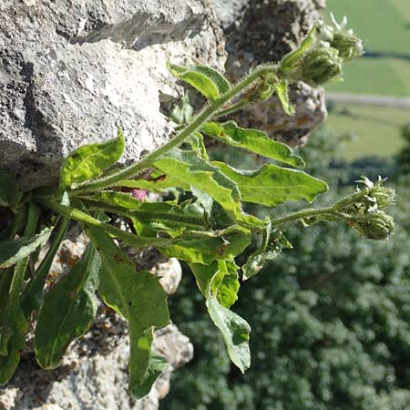 Hieracium amplexicaule \ St�ngelumfassendes Habichtskraut / Sticky Hawkweed, D Pfronten 28.6.2016