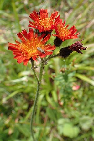 Hieracium aurantiacum \ Orangerotes Habichtskraut / Orange Hawkweed, Fox and Cubs, D Schwarzwald/Black-Forest, Unterstmatt 4.8.2016