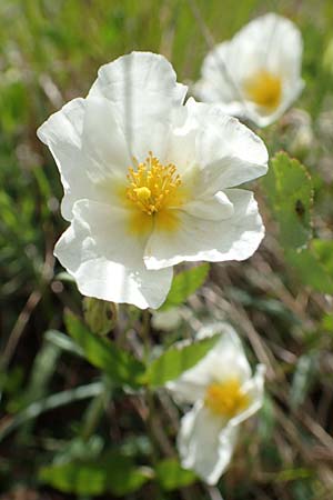 Helianthemum apenninum \ Apennin-Sonnenr�schen / White Rock-Rose, D Werbach 20.5.2017