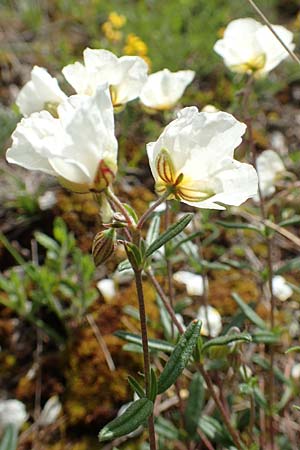 Helianthemum apenninum \ Apennin-Sonnenr�schen / White Rock-Rose, D Werbach 20.5.2017