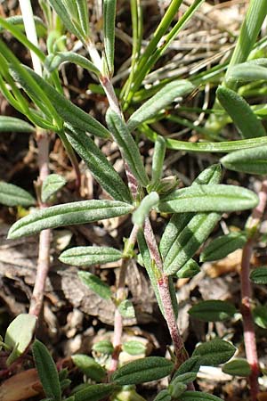 Helianthemum apenninum \ Apennin-Sonnenr�schen / White Rock-Rose, D Werbach 20.5.2017