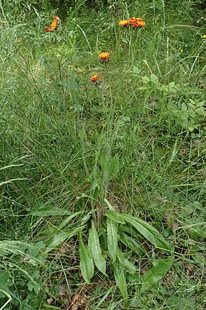 Hieracium aurantiacum \ Orangerotes Habichtskraut / Orange Hawkweed, Fox and Cubs, D J&uuml;lich 13.6.2019