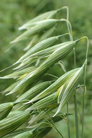 Avena sativa \ Saat-Hafer / Common Oat, D Aachen-Orsbach 13.6.2019