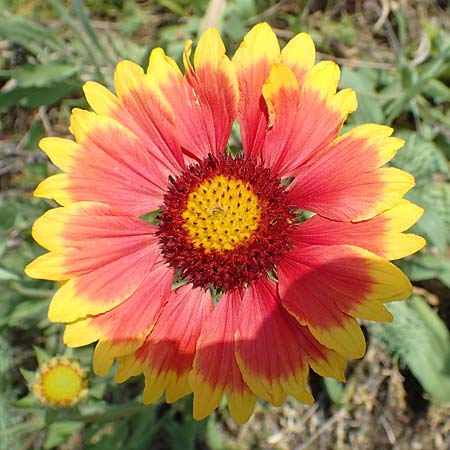 Helenium autumnale \ Herbst-Sonnenbraut / Sneezeweed, D Seeheim an der Bergstra&szlig;e 24.6.2019