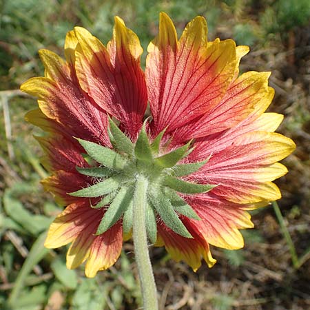 Helenium autumnale \ Herbst-Sonnenbraut / Sneezeweed, D Seeheim an der Bergstra&szlig;e 24.6.2019