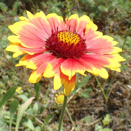 Helenium autumnale \ Herbst-Sonnenbraut / Sneezeweed, D Seeheim an der Bergstra&szlig;e 24.6.2019