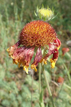 Helenium autumnale \ Herbst-Sonnenbraut / Sneezeweed, D Seeheim an der Bergstra&szlig;e 24.6.2019
