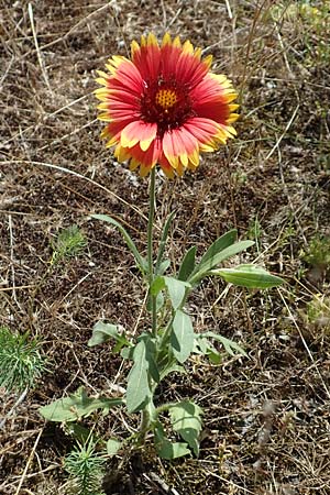 Helenium autumnale \ Herbst-Sonnenbraut / Sneezeweed, D Seeheim an der Bergstra&szlig;e 24.6.2019