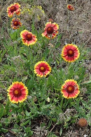 Helenium autumnale \ Herbst-Sonnenbraut / Sneezeweed, D Seeheim an der Bergstra&szlig;e 24.6.2019