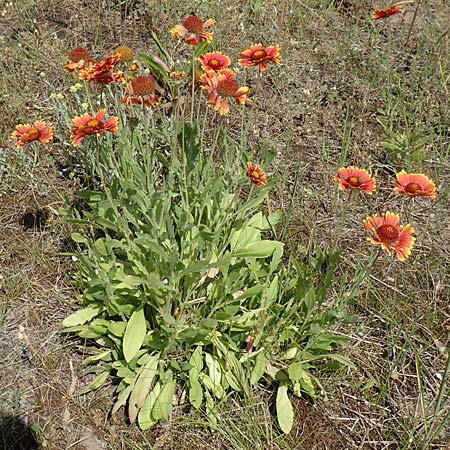 Helenium autumnale \ Herbst-Sonnenbraut / Sneezeweed, D Seeheim an der Bergstra&szlig;e 24.6.2019