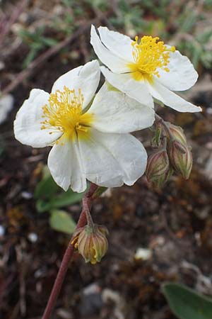 Helianthemum apenninum, Apennin-Sonnenr�schen