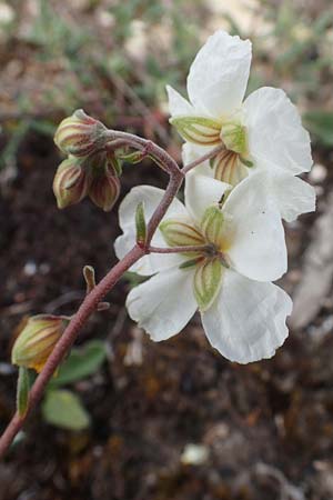 Helianthemum apenninum \ Apennin-Sonnenr�schen / White Rock-Rose, D Werbach 3.5.2021