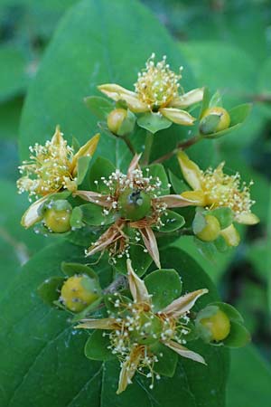 Hypericum androsaemum \ Blut-Johanniskraut, Mannsblut / Tutsan, D Mannheim 10.6.2023