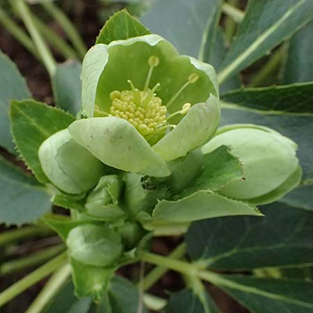 Helleborus argutifolius \ Korsische Nieswurz / Corsian Hellebore, D Ludwigshafen 9.2.2024
