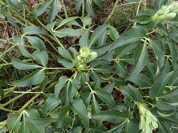 Helleborus argutifolius \ Korsische Nieswurz / Corsian Hellebore, D Ludwigshafen 9.2.2024