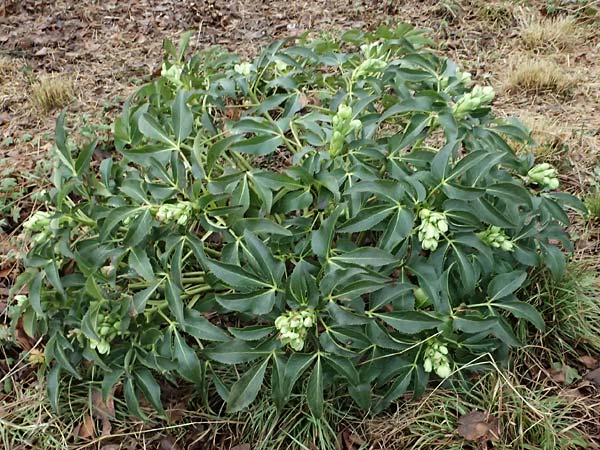 Helleborus argutifolius \ Korsische Nieswurz / Corsian Hellebore, D Ludwigshafen 9.2.2024