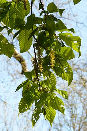 Carpinus betulus \ Hain-Buche, Wei�-Buche / Hornbeam, D Mannheim 22.4.2021