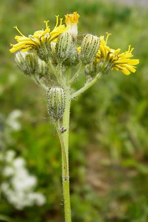 Hieracium bauhini \ Ungarisches Habichtskraut / Bauhin's Hawkweed, D Theisbergstegen 24.5.2015