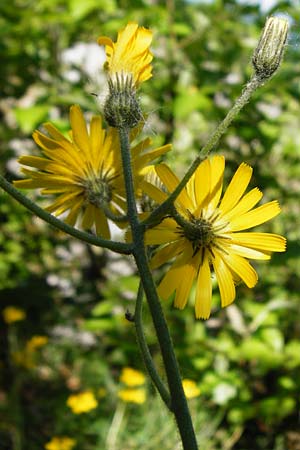 Hieracium bifidum \ Gabeliges Habichtskraut / Hawkweed, D Hechingen 3.6.2015