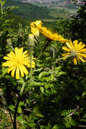 Hieracium bifidum \ Gabeliges Habichtskraut / Hawkweed, D Hechingen 3.6.2015