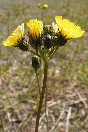 Hieracium densiflorum \ Dichtbl�tiges Habichtskraut / Dense-Flowered Hawkweed, D Alsenz 6.6.2015