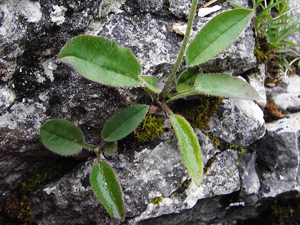 Hieracium bifidum \ Gabeliges Habichtskraut / Hawkweed, D Hechingen 20.6.2015
