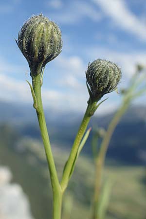Hieracium bupleuroides \ Hasenohr-Habichtskraut, Durchwachs-Habichtskraut / Hare-Ear Hawkweed, D Pfronten 28.6.2016