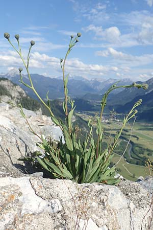 Hieracium bupleuroides \ Hasenohr-Habichtskraut, Durchwachs-Habichtskraut / Hare-Ear Hawkweed, D Pfronten 28.6.2016