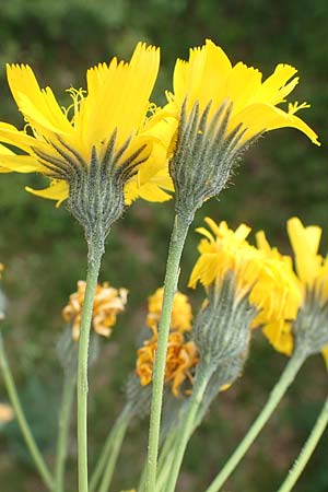 Hieracium bupleuroides \ Hasenohr-Habichtskraut, Durchwachs-Habichtskraut / Hare-Ear Hawkweed, D Fridingen 26.6.2018