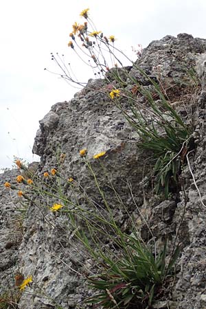 Hieracium bupleuroides \ Hasenohr-Habichtskraut, Durchwachs-Habichtskraut / Hare-Ear Hawkweed, D Fridingen 26.6.2018