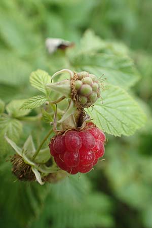 Rubus idaeus \ Himbeere / Raspberry, D Salm&uuml;nster M&uuml;hlwiese 20.6.2020