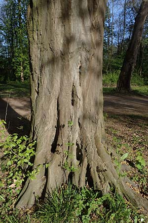 Carpinus betulus \ Hain-Buche, Wei�-Buche / Hornbeam, D Mannheim 22.4.2021