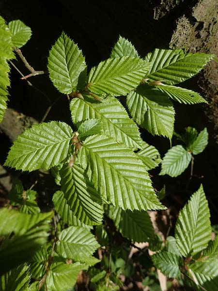 Carpinus betulus \ Hain-Buche, Wei�-Buche / Hornbeam, D Mannheim 22.4.2021