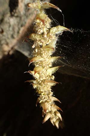 Carpinus betulus \ Hain-Buche, Wei�-Buche / Hornbeam, D Mannheim 22.4.2021