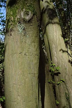 Carpinus betulus \ Hain-Buche, Wei�-Buche / Hornbeam, D Hagen 11.4.2025