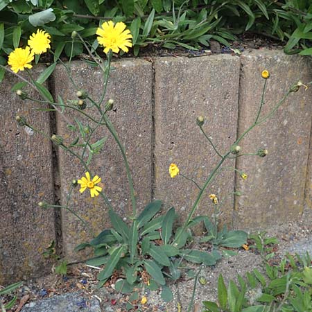 Hieracium onosmoides subsp. buglossoides \ Lotwurzbl�ttriges Habichtskraut / Onosma-Leaved Hawkweed, D G&uuml;nzburg 24.5.2025