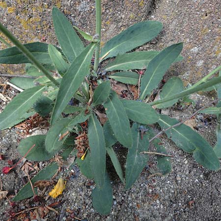 Hieracium onosmoides subsp. buglossoides \ Lotwurzbl�ttriges Habichtskraut / Onosma-Leaved Hawkweed, D G&uuml;nzburg 24.5.2025