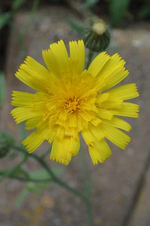 Hieracium onosmoides subsp. buglossoides \ Lotwurzbl�ttriges Habichtskraut / Onosma-Leaved Hawkweed, D G&uuml;nzburg 24.5.2025