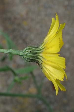 Hieracium onosmoides subsp. buglossoides \ Lotwurzbl�ttriges Habichtskraut / Onosma-Leaved Hawkweed, D G&uuml;nzburg 24.5.2025