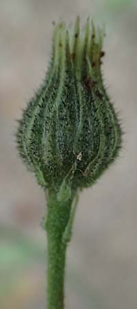 Hieracium onosmoides subsp. buglossoides \ Lotwurzbl�ttriges Habichtskraut / Onosma-Leaved Hawkweed, D G&uuml;nzburg 24.5.2025