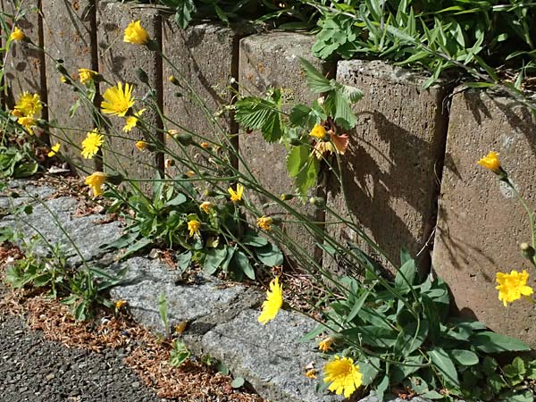 Hieracium onosmoides subsp. buglossoides \ Lotwurzbl�ttriges Habichtskraut / Onosma-Leaved Hawkweed, D G&uuml;nzburg 24.5.2025