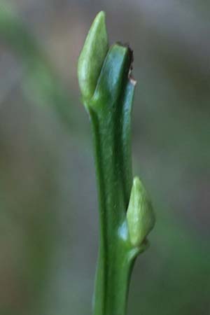 Vaccinium myrtillus \ Heidelbeere, Blaubeere / Bilberry, D Odenwald, Hammelbach 26.12.2025